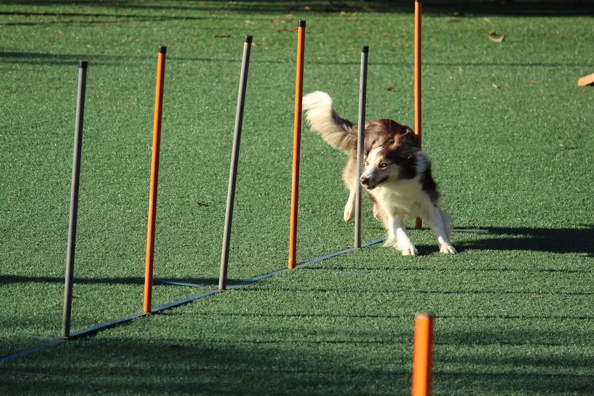 Dog running quickly through an agility course